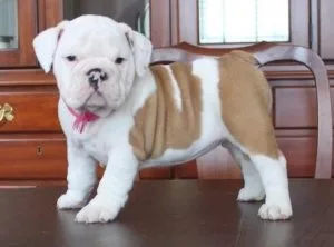 Top Healthy Bulldog puppies available For sale.