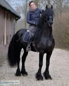 Outstanding 14.2hh Friesian.