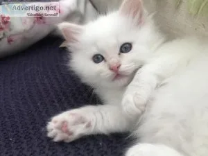 Beautiful Cream and Flame point Ragdoll kittens for sale