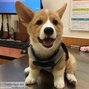 Welsh Pembroke Corgi s Kc Registered