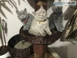 Beautiful Scottish Kittens