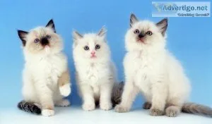 Ragdoll kittens for sale