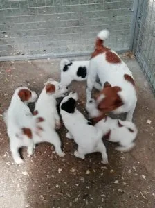 Excellent Jack Russell Terrier puppies