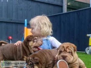 Shar pei puppies 2 boys 2 girls