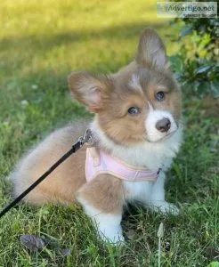 corgi puppies for sale price negotiable