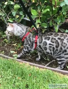 Pregnant Bengal adult