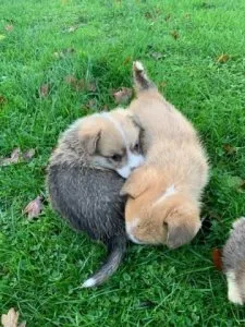 Registered Welsh Pembroke Corgi Puppies