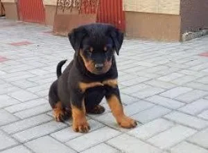 Get adorable Rottweiller puppies