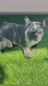 French Bulldog Puppies
