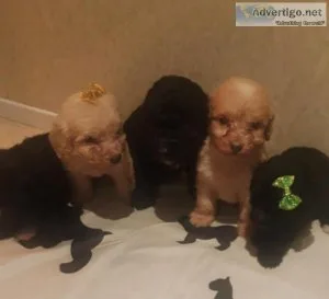 5 cockapoo puppys for sale now ready