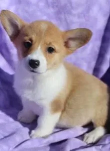 Pembroke welsh corgi pups available love playing