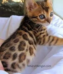Adorable Bengala kittens for adoption