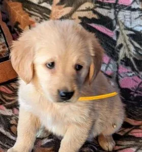 Golden Retrievers puppies are loyal dogs