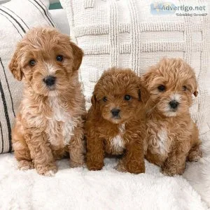 Teacup Puppies Available For Sale