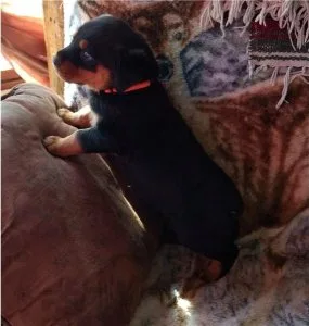 gorgeous rottweiler puppies for you