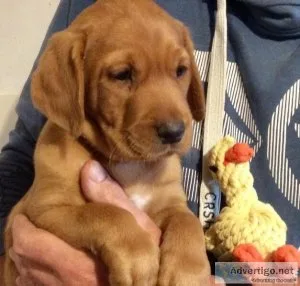 READY NOW Quality KC Labrador Retriever puppies