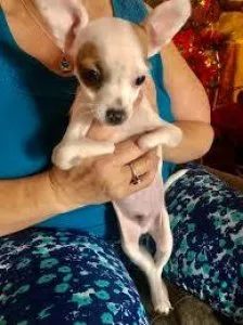 Get adorable chihuahua puppies