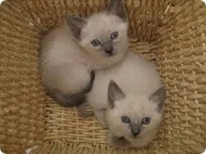 Adorable Siamese Kittens