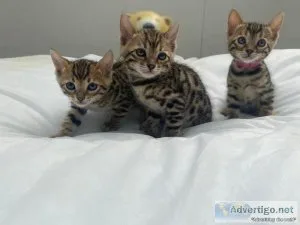 Outstanding TICA registered Brown Rosetted Bengal kittens