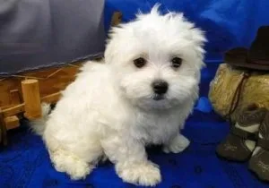 Beautiful AKC Puppies Ready For Adoption(719) 582-4599
