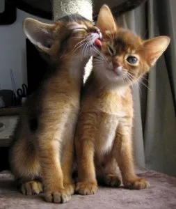 Abyssinian kittens