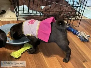 pug puppies