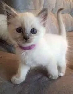 Get adorable Siamese kittens whatsapp1(424)430-0 354