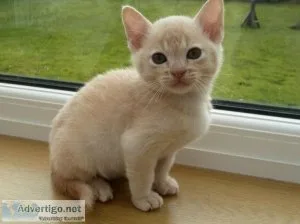 Burmese Kittens