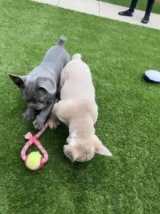 2 male French Bulldog Puppies
