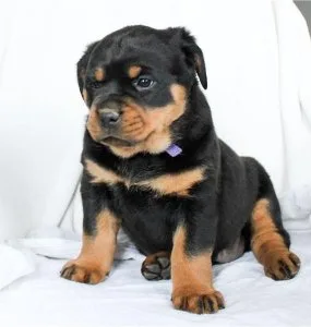 Rottweiler Puppies For Sale