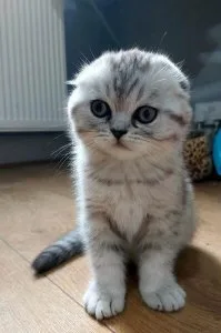 Adorable Scottish Fold Kittens ready for sale