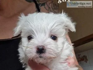 Pure Maltese puppies for sale 1 girl 1 boy