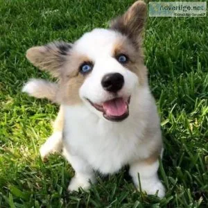 Affectionate Pembroke Welsh Corgi Puppy for adoption text