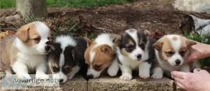 Our puppies have started putty training