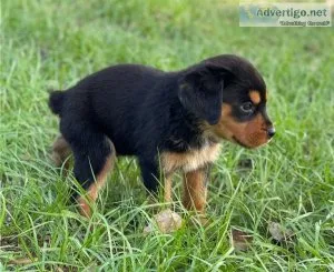 Gorgeous rottweiler puppies