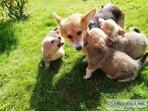 beautiful corgi puppies that have been home Train