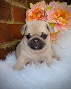 Memorable Pug Puppies