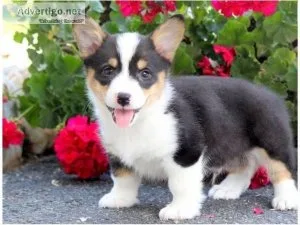AKC Pembroke Welch Corgi Boy 1