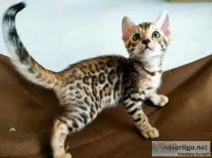 Cute Bengal kittens Available