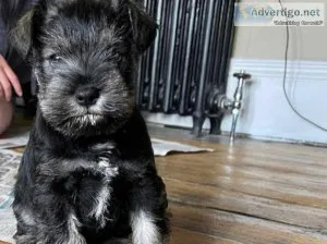 Miniature schnauzer puppy s.