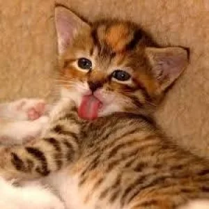 Get adorable bengala kittens whatsapp1(424)430-0 354