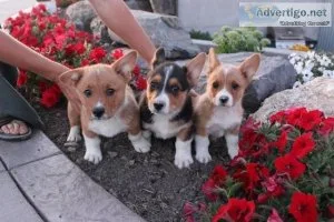 3 Pembroke Welsh Corgi Puppies