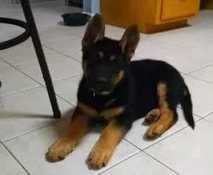 Get adorable German shepherd puppies whatsapp 1(424)430-0354