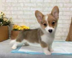 Pembroke welsh corgi puppies for good home