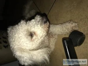 Mini Poodle 1 Year Old Male