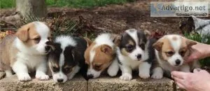Friendly Welsh Corgi (Pembroke) Puppies