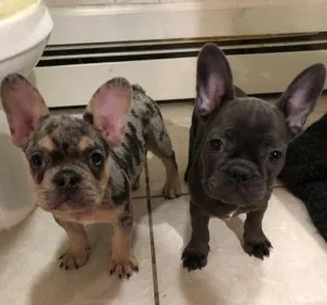 2 Active French Bulldogs Puppies
