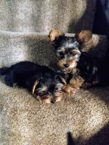 Yorkshire terrier 1 girl 4 boys