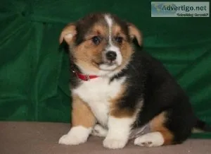 beautiful pembroke welsh corgi for sale