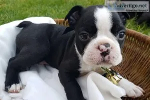 Boston Terrier Puppies